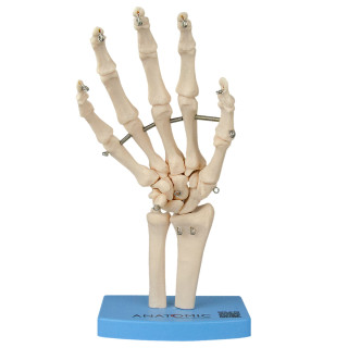 Esqueleto da Mão com Ossos do Punho